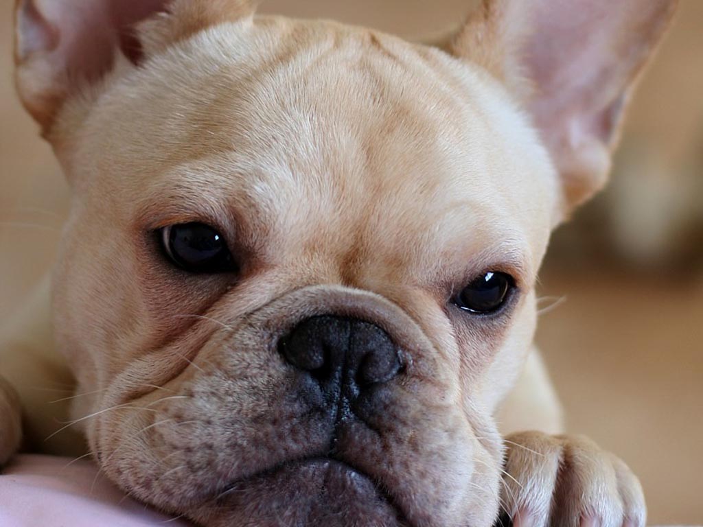 French Bulldog Puppies Wallpapers & Pics - Pets Cute and Docile