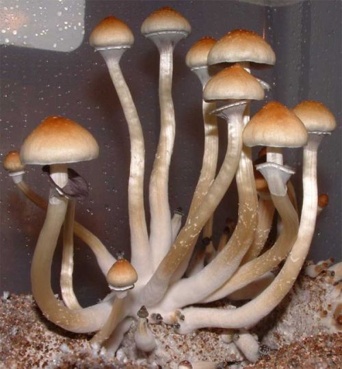 Legion of Shroom Lighting Requirements of Mushrooms