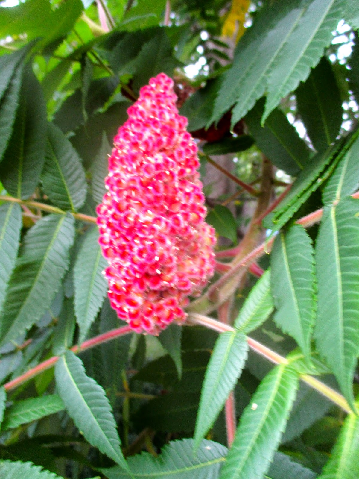 Art's Bayfield Almanac SUMACS ARE BLOOMING