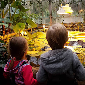 5 Ausflüge mit Kindern in Kiel bei Regenwetter. Im Botanischen Garten kann man bei Regen in den Gewächshäusern wunderbar spazierengehen.