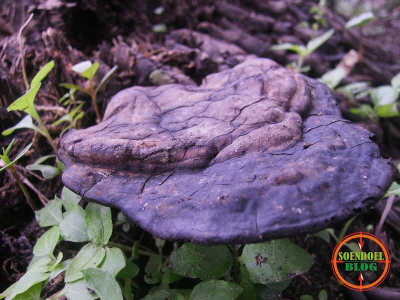 43+ Top Info Jamur Kayu