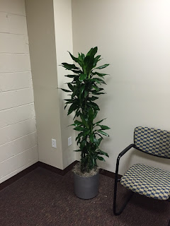Acton MA office plant service;office plant maintenance Peabody MA;