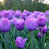 Beautiful Tulip Flowers HD Wallpaper