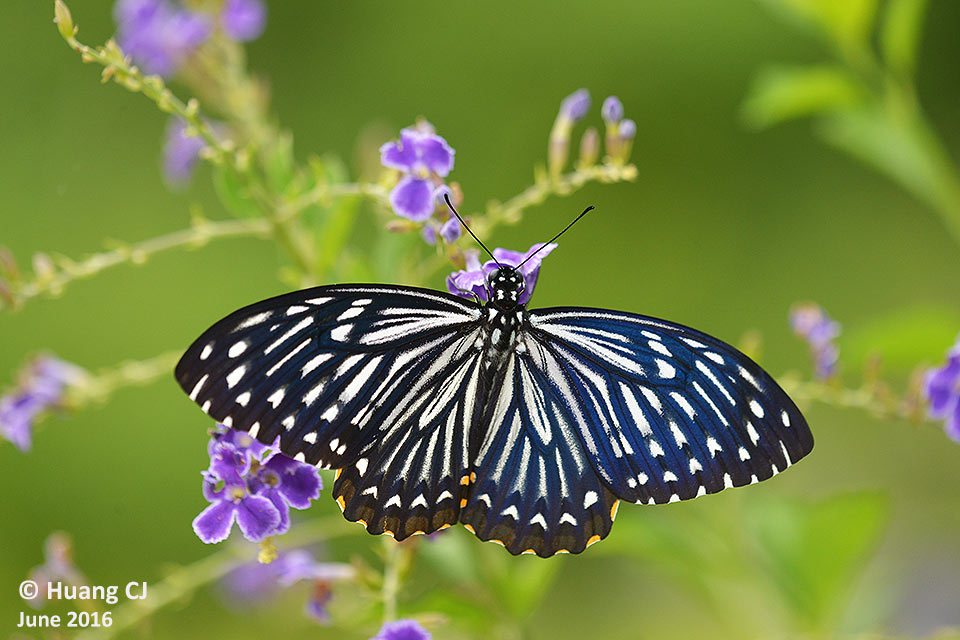 Butterflies of Singapore: Butterfly Photography at Our Local Parks ...