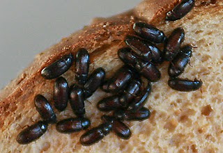 gambar semut jepang