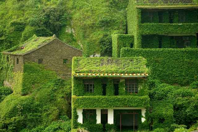 La nature reprend ses droits dans un village chinois  Village-chine-nature-vegetation-11