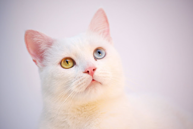 animal pictures animal pictures