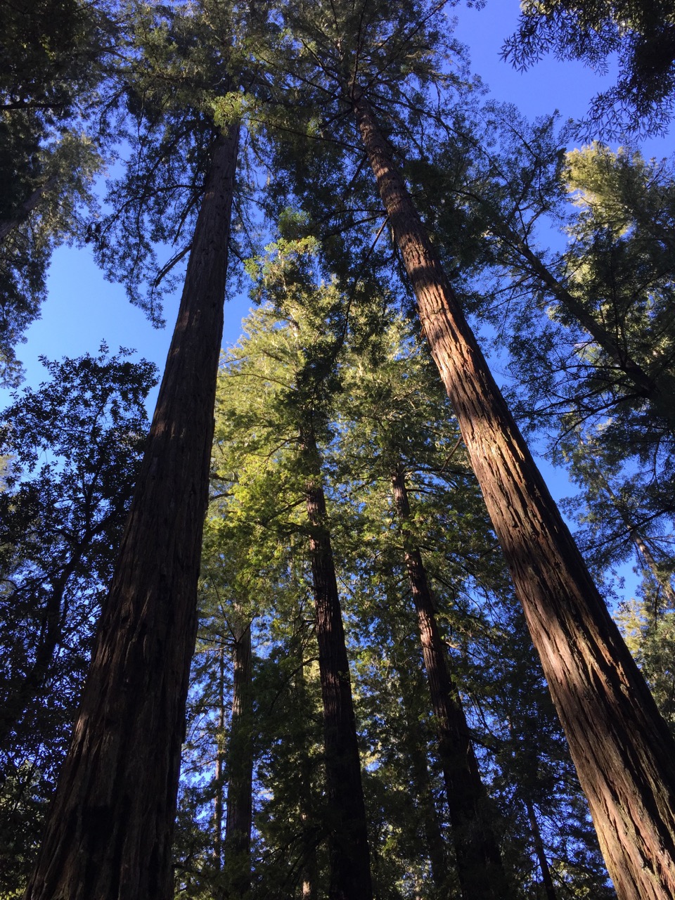 beware late night thinking Big Basin Redwoods State Park