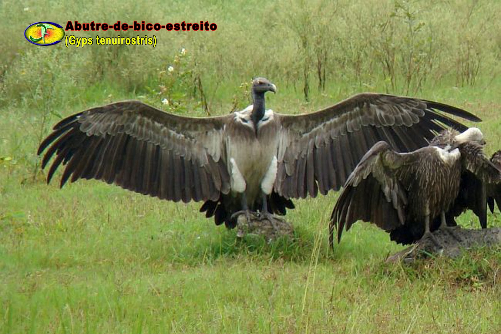 ORNITOLOGIA Abutredebicoestreito (Gyps tenuirostris)