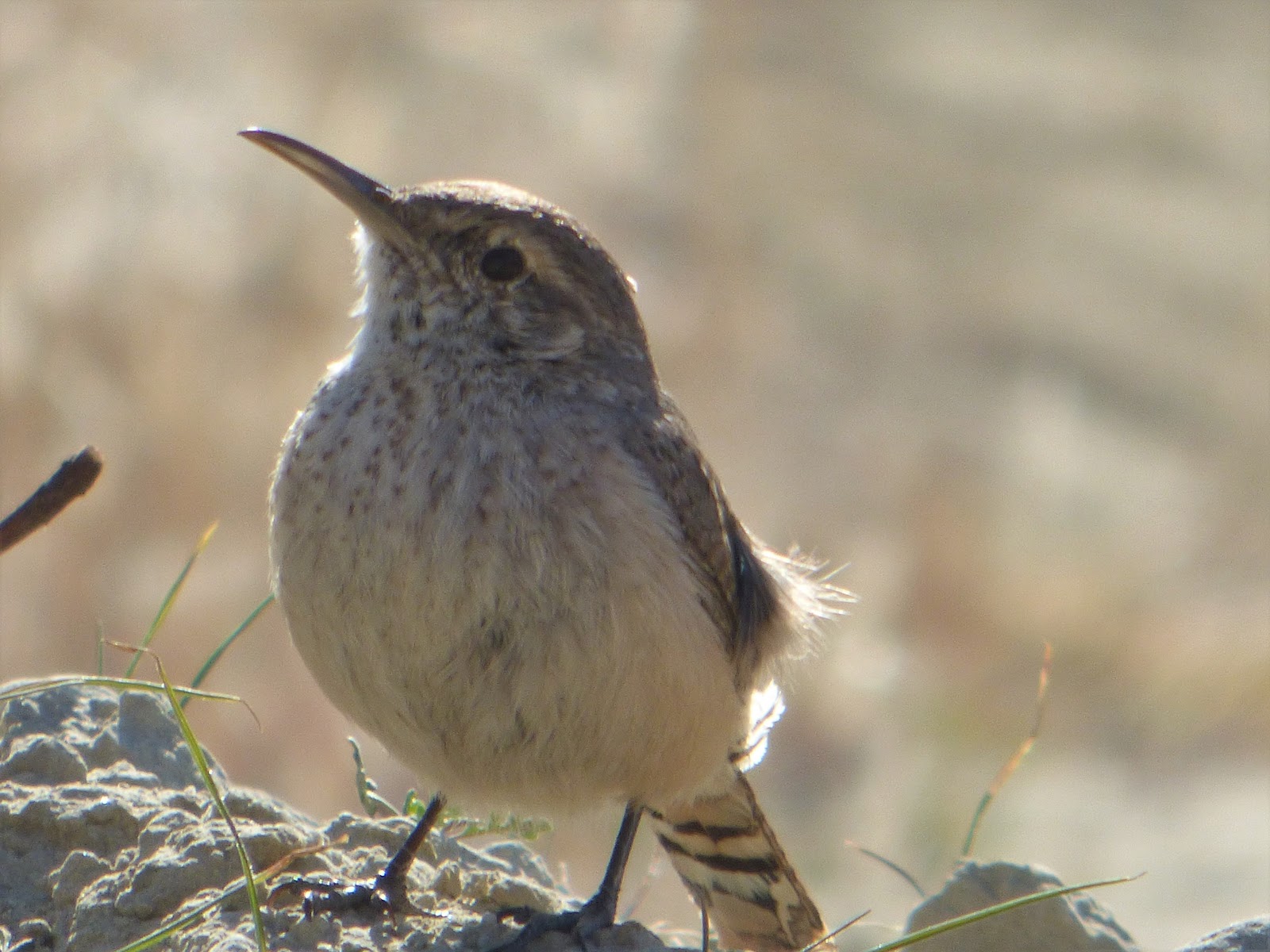 Geotripper's California Birds Rock Wren at Kern River County Park near Bakersfield
