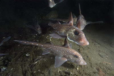 Life of Spotted Ratfish | Life of Sea