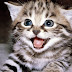 Catman Si Kucing