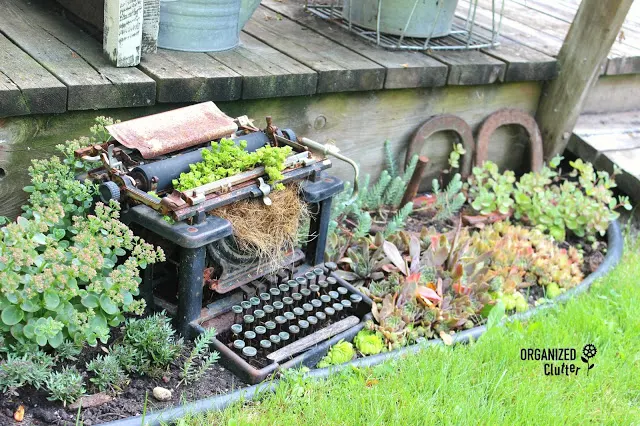 Succulent Planting Ideas in a Junk Garden