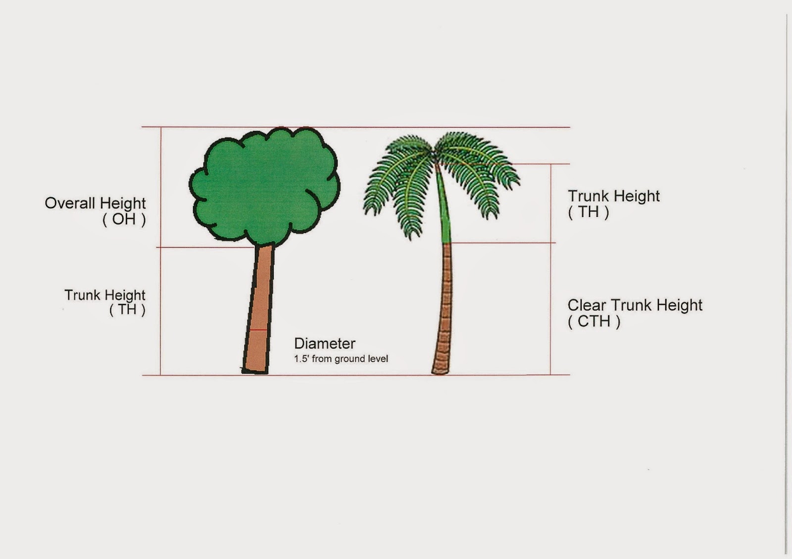 Tree Size Chart