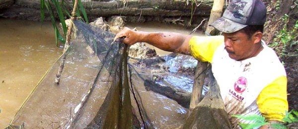 Cara Jitu Budidaya Ikan Nila Cepat Besar Lahan Sempit dan Besar