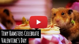 Watch these tiny little hamsters celebrate Valentine's day with a date in Venice via geniushowto.blogspot.com cute pet videos