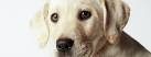 Labrador consejos de formación es necesario comenzar a entrenar durante la infancia, para asegurarse de que, un día, el cachorro va a ser su mejor amigo. La primera parte de la instrucción para su cachorro labrador implica primero en un descubrimiento