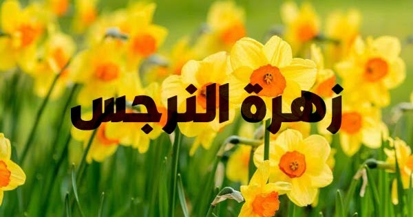 موضوع مختصر عن زهرة النرجس صور رائعة معلومات وفوائد المدونة المنوعة بالفائدة