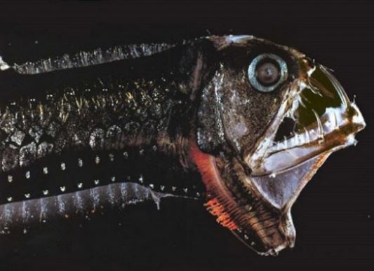 Ikan Unik Viper Pasifik Ikan Unik Viper Pasifik