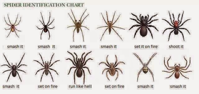 Sober in a Nightclub: Spider identification chart.