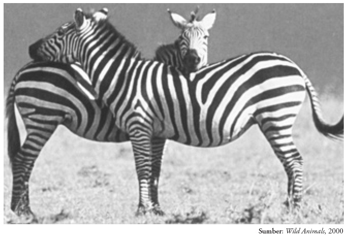 Persebaran Flora dan Fauna di Permukaan Bumi Sumber Ilmu