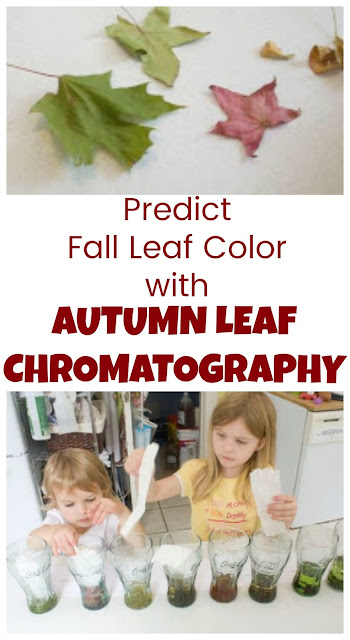 How to Use Leaf Chromatography to Predict Fall Leaf Color