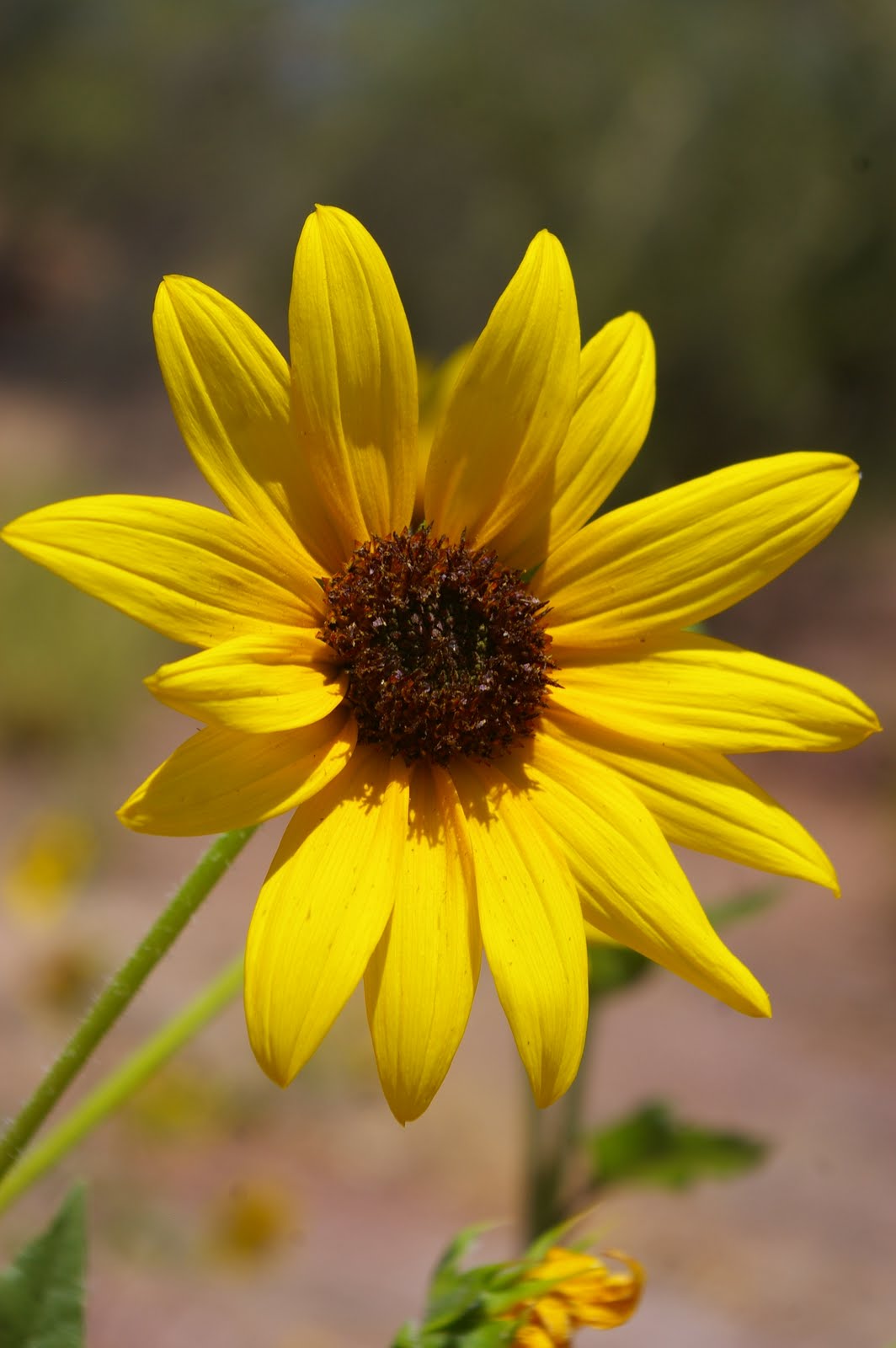 Arizona Gronseth Report Summer Sunflower