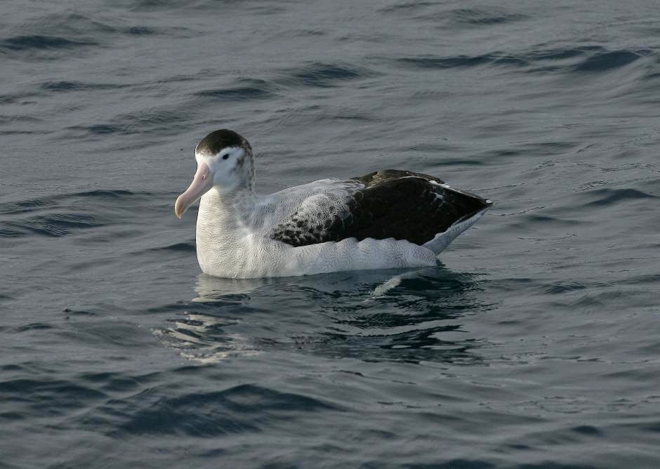 albatros de las Antipodas Diomedea antipodensis