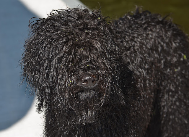 Barbet Dog