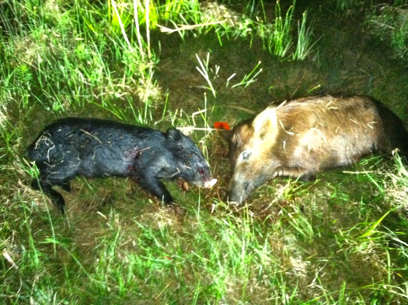 Adventures in Florida Wild Boar Hunt at Omega Ranch