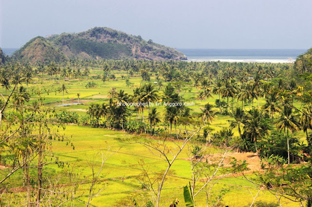 Hamparan sawah yang indah dengan latar belakang Pantai Palatar Agung. Hamparan sawah yang indah dengan latar belakang Pantai Palatar Agung.