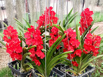 Ascocentrum Sagarik Gold x Ascocentrum curvifolium Ascocentrum Sagarik Gold x Ascocentrum curvifolium