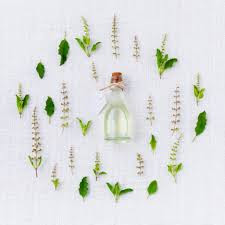 Tulsi herbs protects from seasonal effects,  benefits, full details