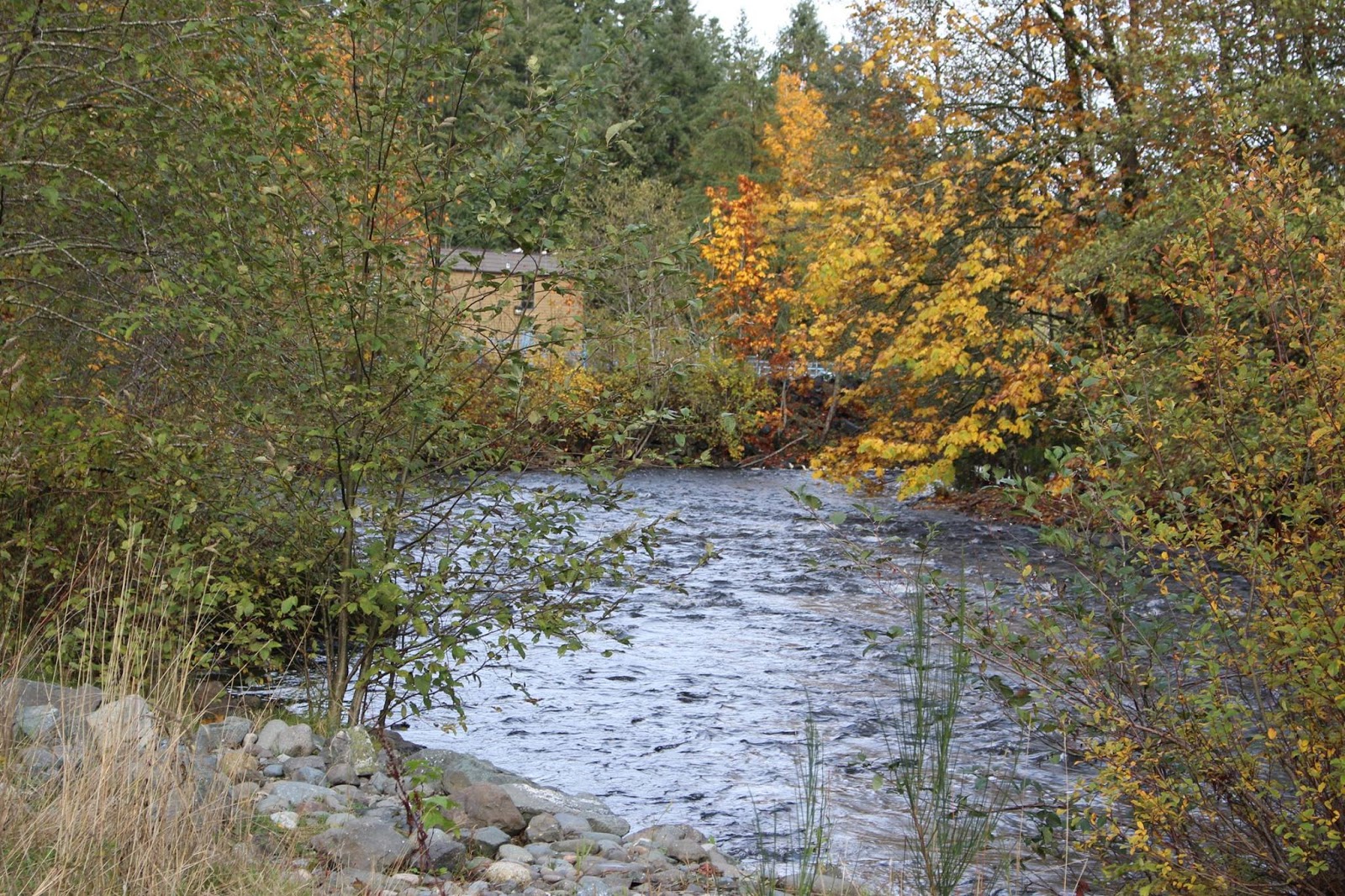 BC Oceanfront Quinsam River Salmon Hatchery