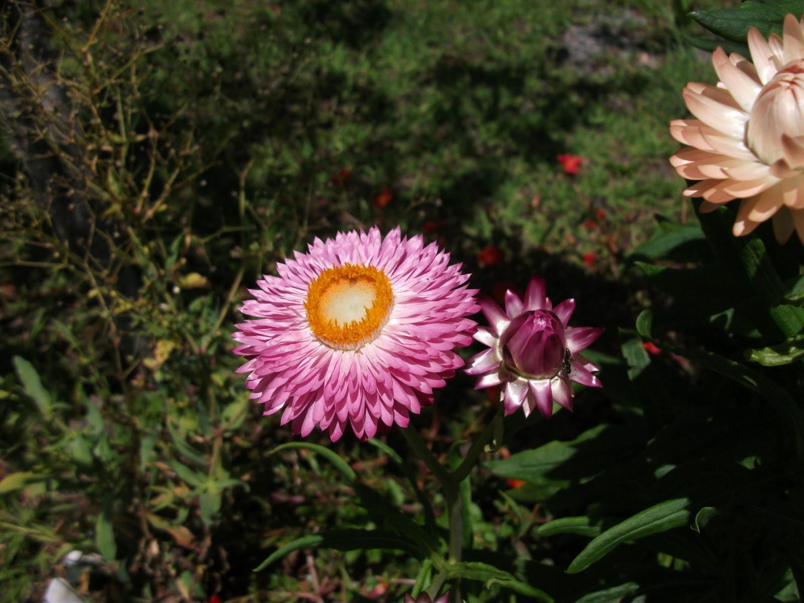 Veja Como Quiser: As flores do meu jardim