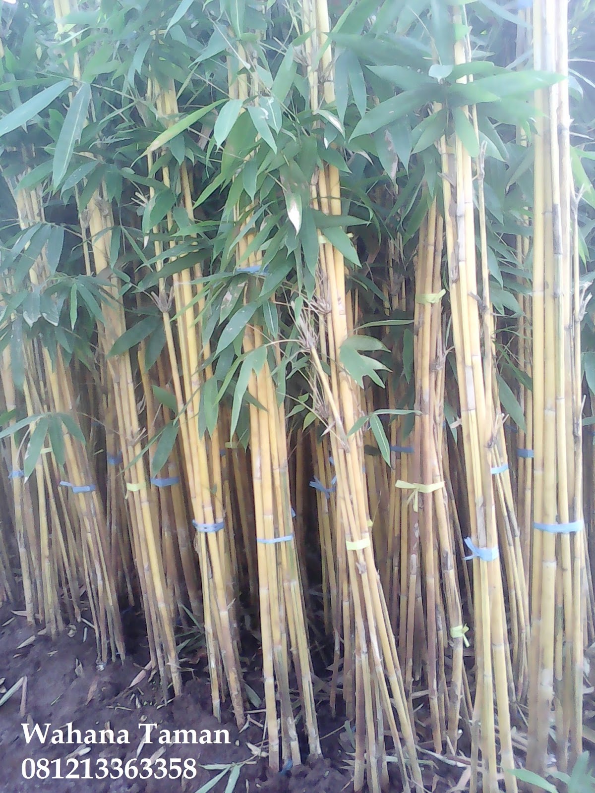 JUAL POHON iBAMBUi iKUNINGi JUAL iBAMBUi JEPANG iBAMBUi KELISIK JUAL POHON iBAMBUi iKUNINGi JUAL iBAMBUi JEPANG iBAMBUi KELISIK