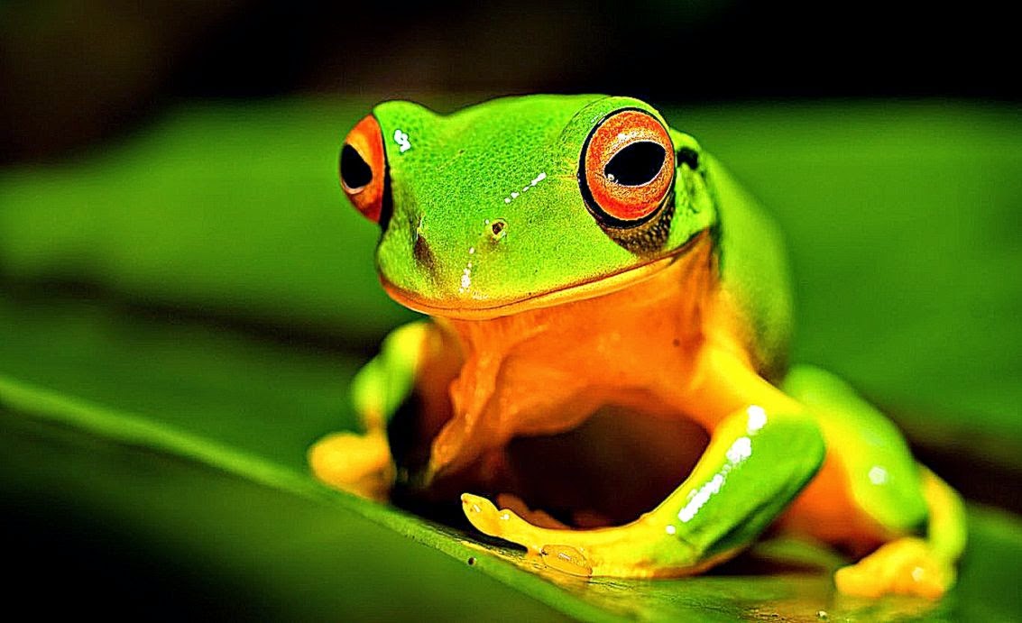 orange thighed tree frog Wallpaper  HD Wallpapers