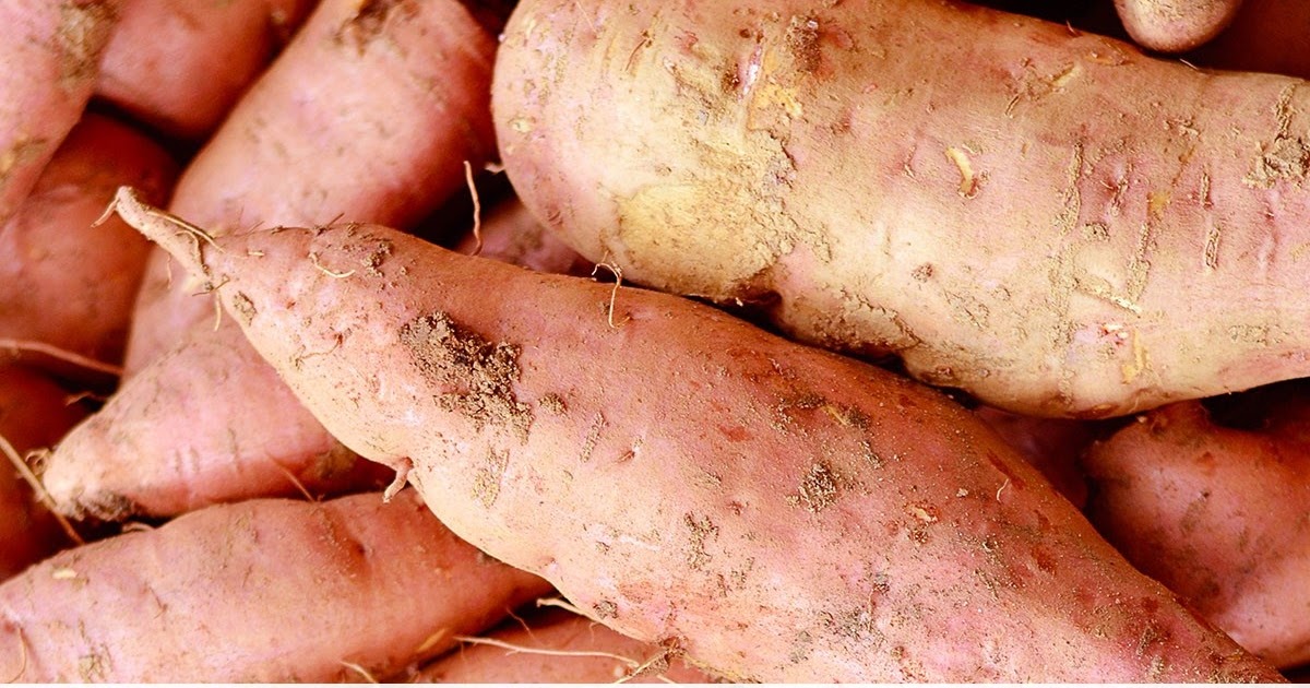 Curing sweet potatoes after harvest 101 Gardening