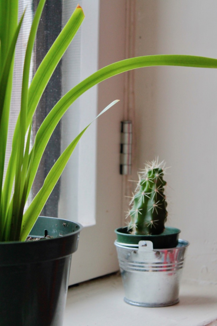 Dorm room plants, easy succulents to take care of