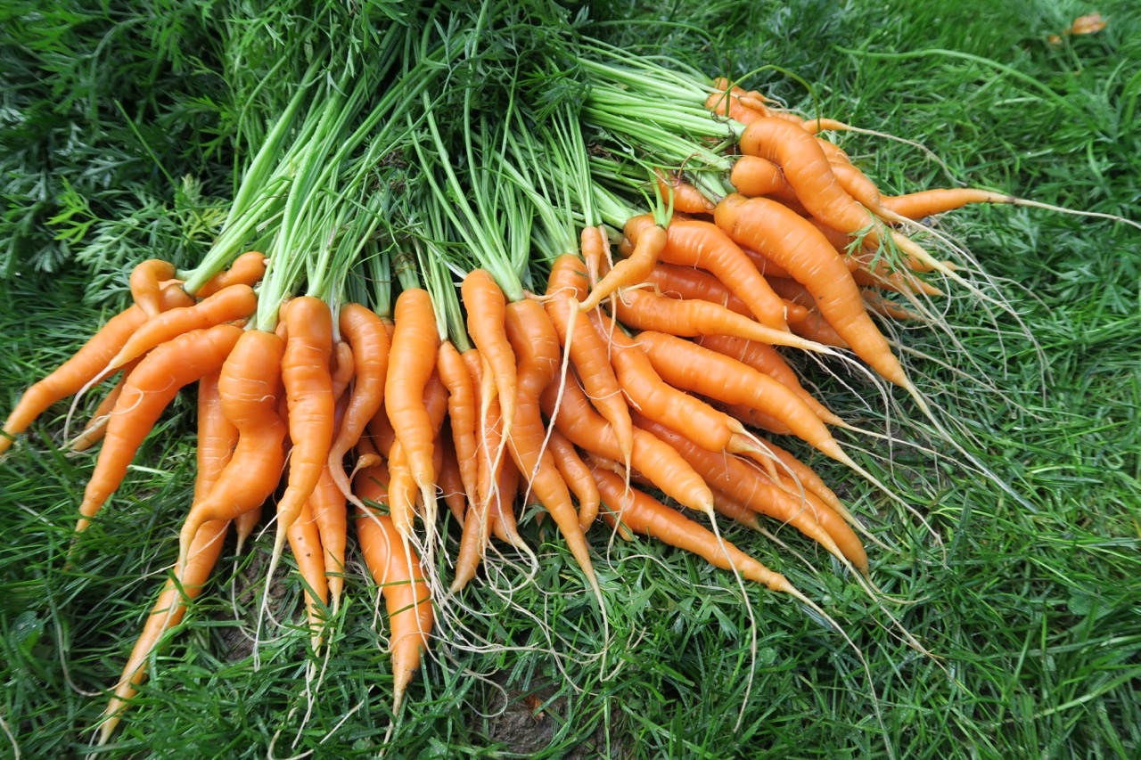 Upland Unthinned Carrot Bed Harvest