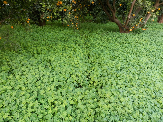 alfombra de Oxalis pes-caprae en campo de naranjos