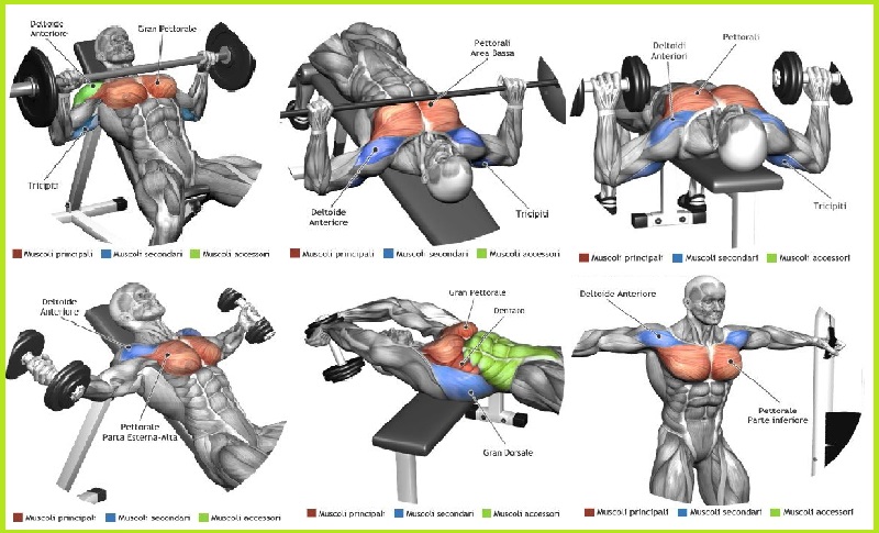 Chest Workout Chart Hd