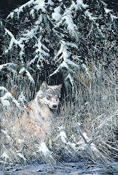 'Canadian Timber Wolf'