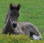 Vísir 1 månad 2011