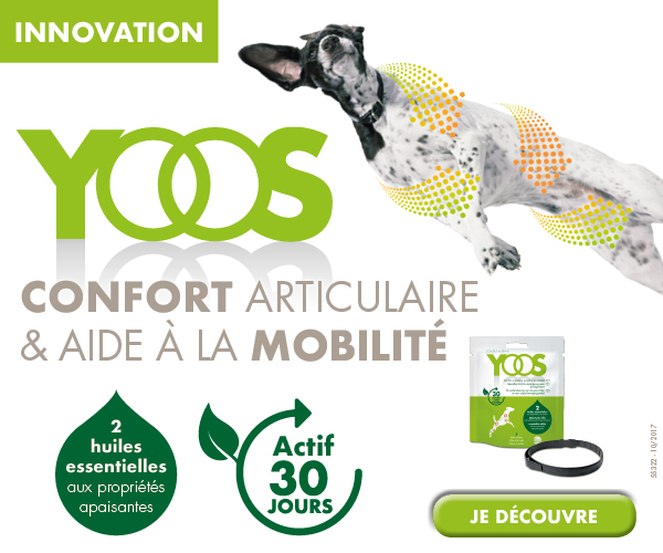 La révolution YOOS pour le confort articulaire de votre chien !