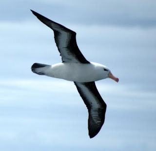 Çka eshte Albatrosi,ciles familje te shpendeve i takon albatrosi,si e redukton harxhimin e energjise Albatrosi,sa % te jetes e kalon ne det albatrosi,sa eshte hapja e kraheve tek albatrosi,cila eshte karakteristika me kryesore e shpendit albatros,Çka është Albatrosi ?