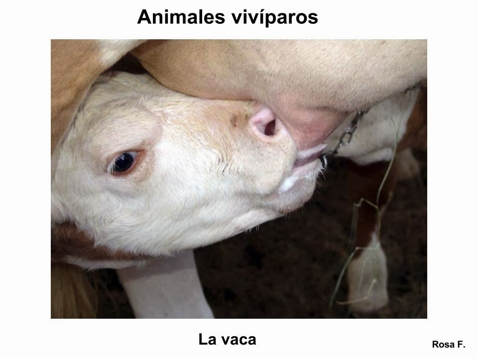 La Chachipedia Animales Viviparos