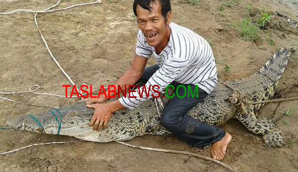 Buaya di sungai barumun Buaya di sungai barumun