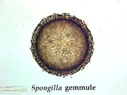 Spongilla gemmule