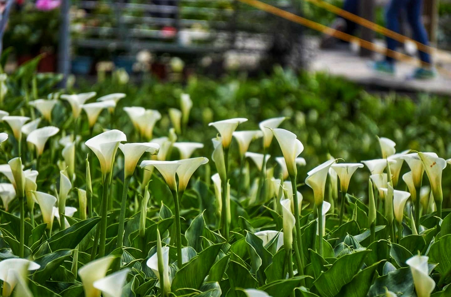 Calla Lily Festival Returns To Zhuzihu At Yangmingshan National Park